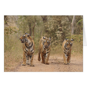 Tigres royaux du Bengale sur la piste, Ranthambhor