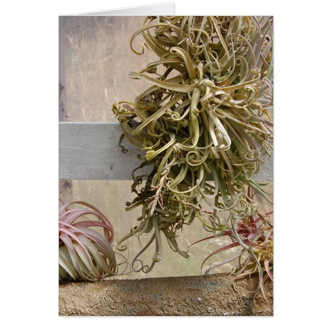Tillandsia (Devant)