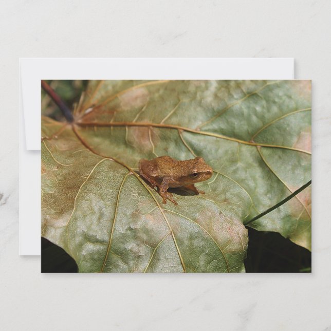 Tiny Toad (Devant)