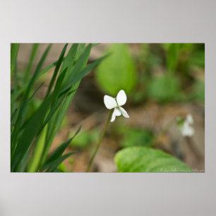 Tiny White Canada Violet Wildflower Poster