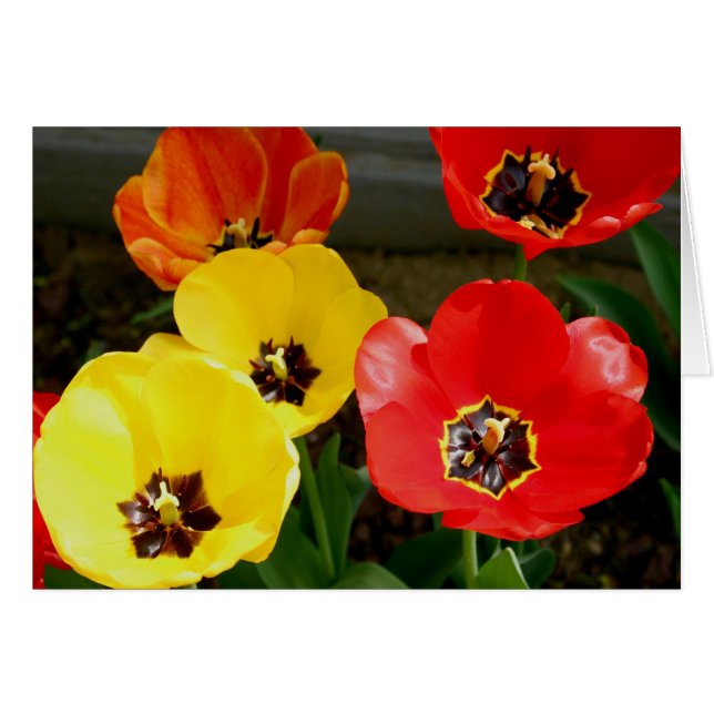 Tiptoe à travers le... (Devant horizontal)