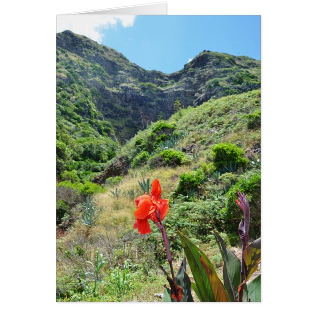 Tir d'un Indien (Canna indica purpurea) (Devant)