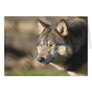 Tir principal de loup