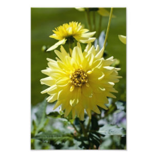 Tirage photo Dahlia jaune