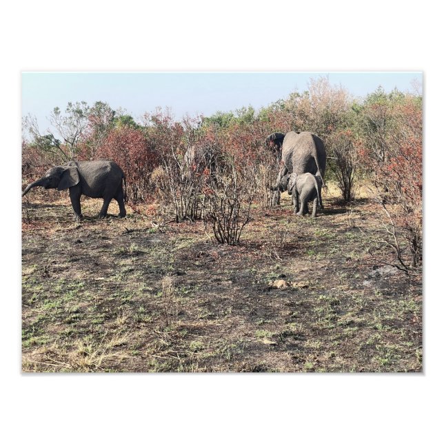 Tirage photo d'éléphant d'Afrique (Devant)