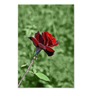 Tirage photo Rose Rouge