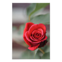 Tirage photo Rose Rouge Élégance Photographie