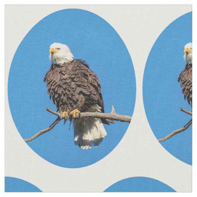 Tissu Aigle à tête blanche sur une branche d'arbre (Fermer)