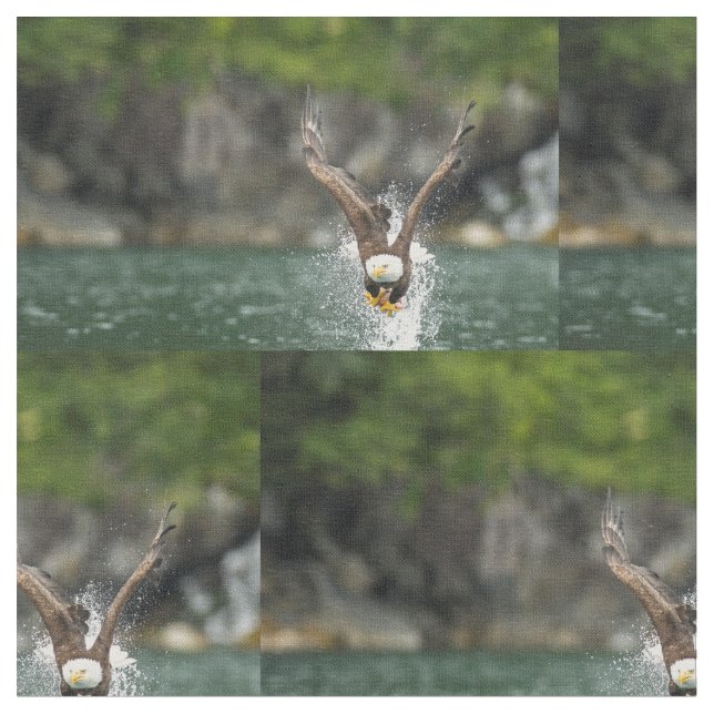 Tissu Aigle Bald Le Gros Catch (Fermer)