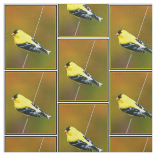 Tissu American Goldfinch - Photo originale