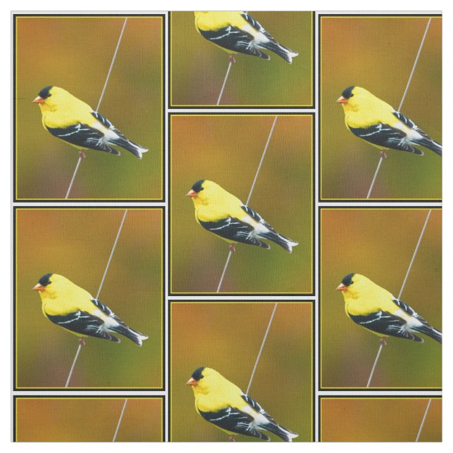 Tissu American Goldfinch - Photo originale (Échantillon)