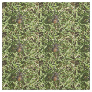 Tissu Araignée De Redback Sur L'Herbe Verte,