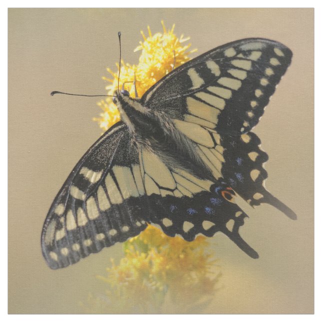 Tissu Beau papillon anis Swallowtail au soleil (Échantillon)