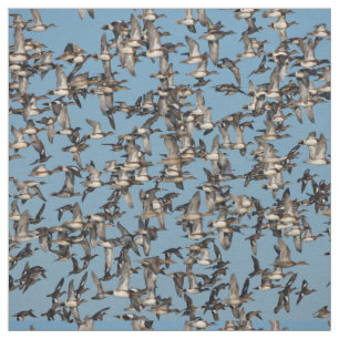 Tissu Beaux canards d'hiver en vol