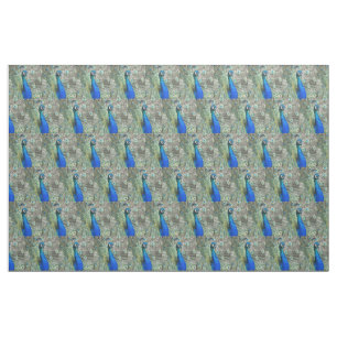 Tissu Belles plumes de paon bleu