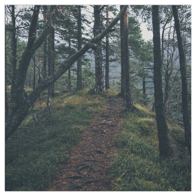 Tissu Bois orientés, vents de chemin par une forêt (Échantillon)