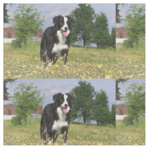 Tissu border collie plein 3.png