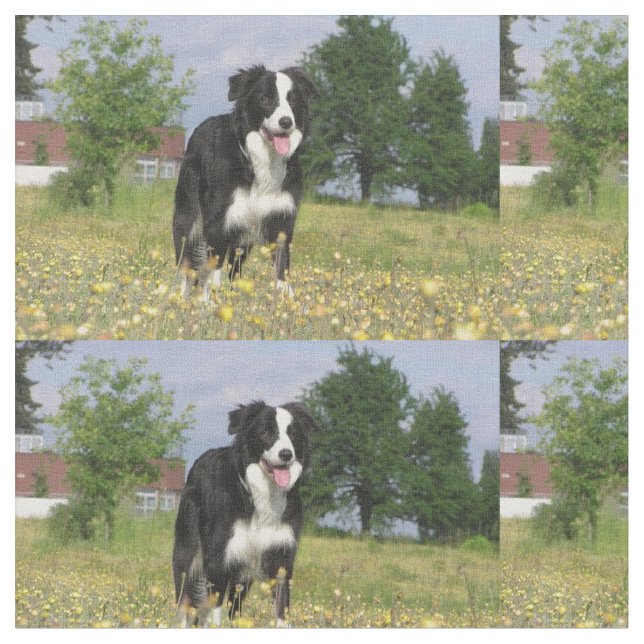 Tissu border collie plein 3.png (Fermer)