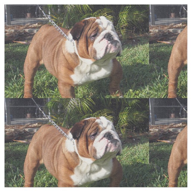 Tissu bouledogue full.png (Fermer)