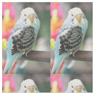 Tissu Budgie