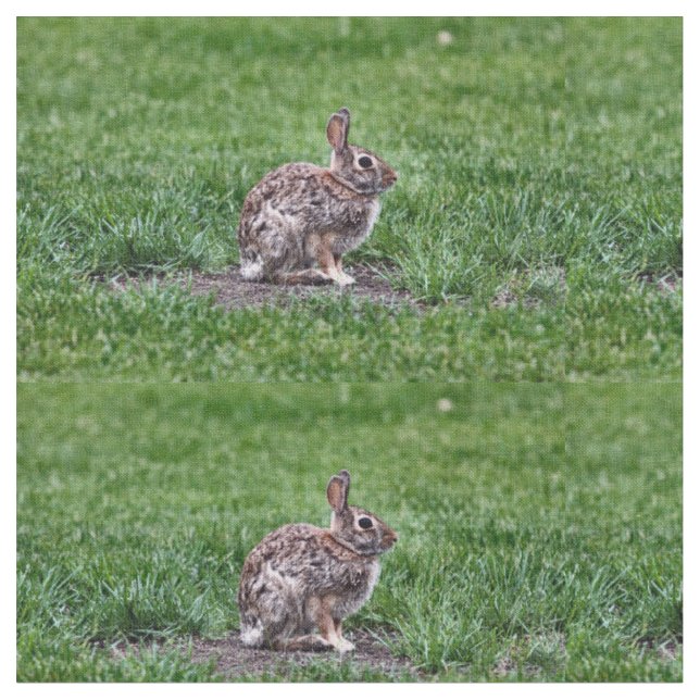 Tissu Bunny Hoppy (Fermer)