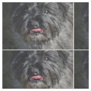 Tissu Cairn Terrier adorable