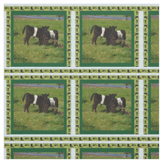 Tissu Calves De Galloway Belted Dans Le Pays, (Échantillon)