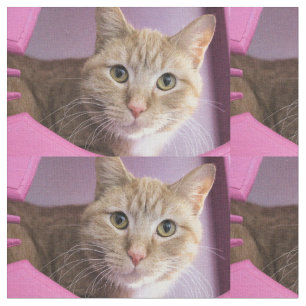 Tissu Chat