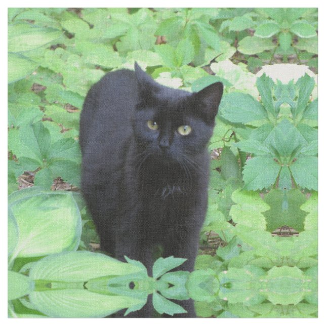 Tissu Chat noir de chaton dans le jardin (Fermer)