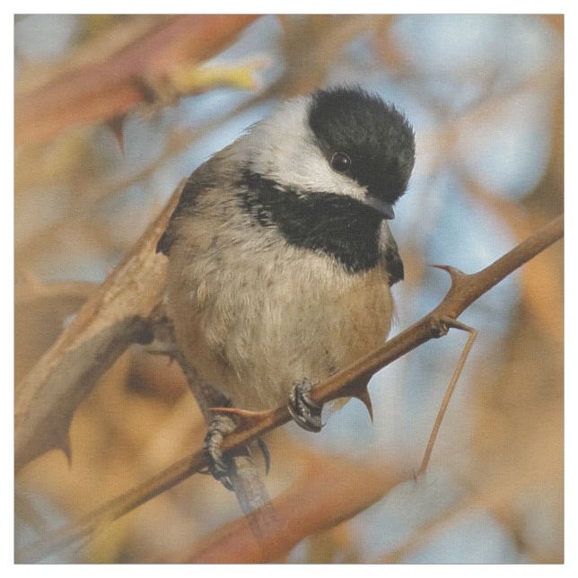 Tissu Chickadee Songbird, Joli Espérant (Échantillon)