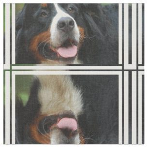 Tissu Chien de montagne de Bernese de bébé