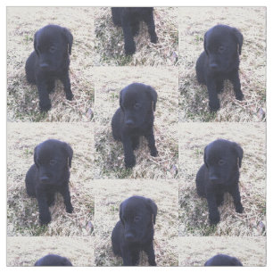 Tissu Chiot noir de labrador retriever