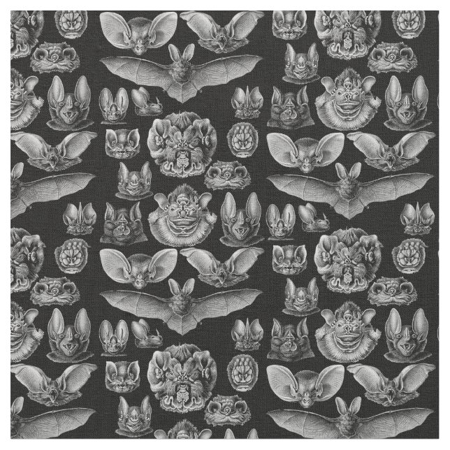Tissu Chiroptera 1904 de Haeckel (Fermer)