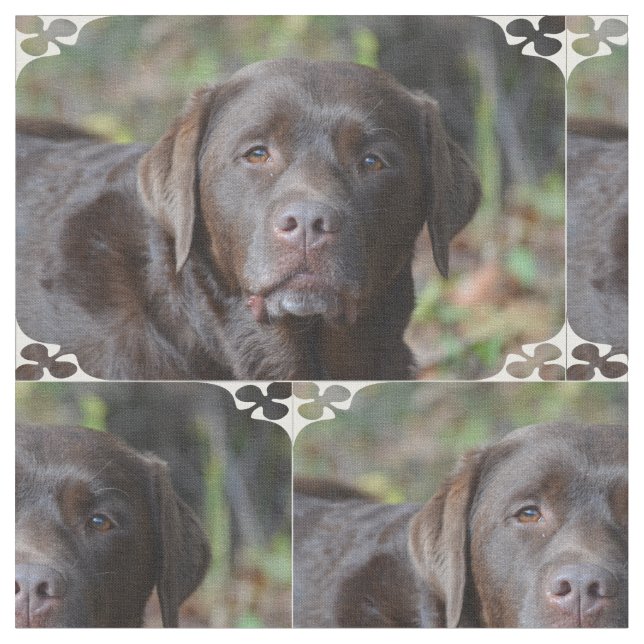 Tissu Chocolat adorable labrador retriever (Fermer)