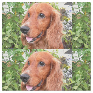 Tissu cocker-spaniel-.png rouge