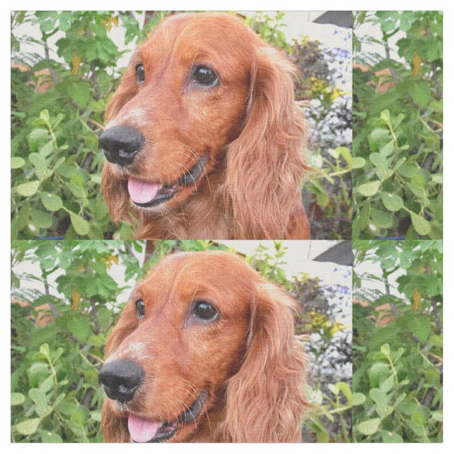 Tissu cocker-spaniel-.png rouge (Fermer)