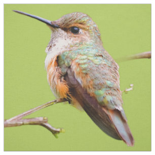 Tissu Colibri roux assis en Californie Lilac