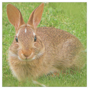 Tissu Couteau Bunny Chewing Greens sur le Golf Fairway