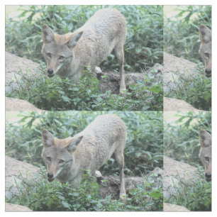Tissu Coyote