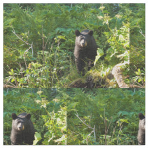 Tissu Curieux ours noir