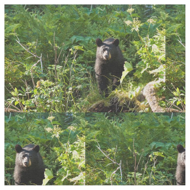 Tissu Curieux ours noir (Fermer)