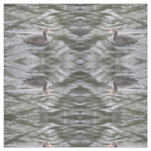 Tissu Cute Coot Chick sur l'eau bouchetée animal à motif