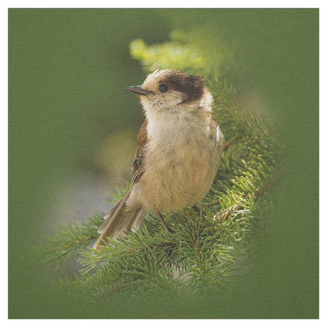 Tissu Cute gris du Canada / Grey Jay / Whiskeyjack (Échantillon)