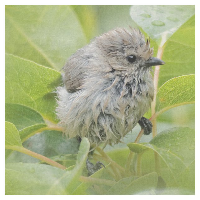Tissu Cute Wet Wee Bushtit sur le Laurel (Échantillon)