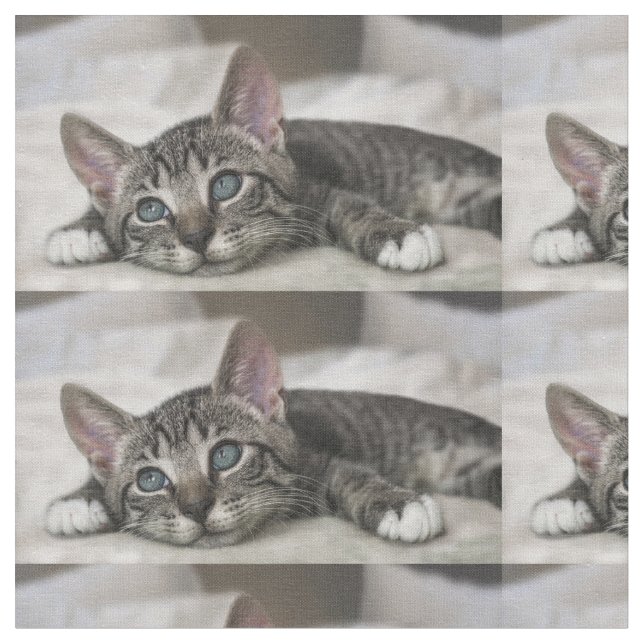 Tissu de chat ! (Fermer)