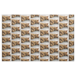 Tissu de chats couchés