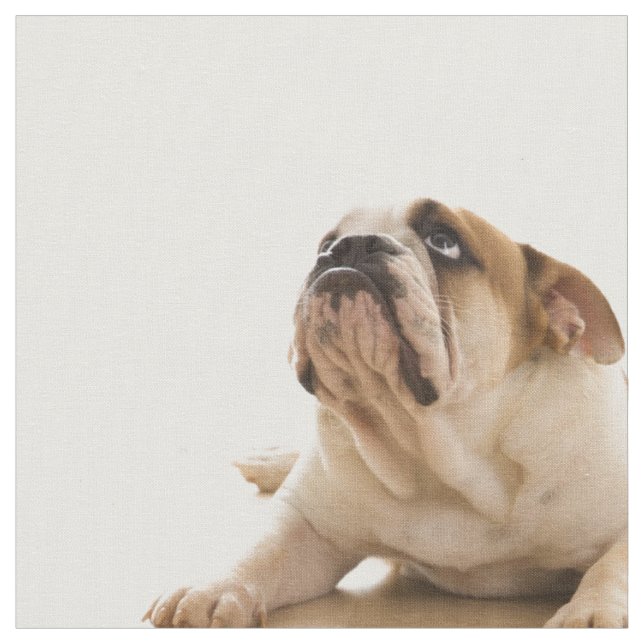 Tissu de chiot Bulldog (Fermer)