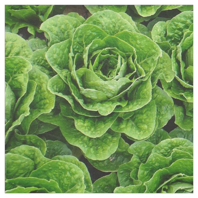 Tissu de photo de champ de laitue de Romaine (Échantillon)