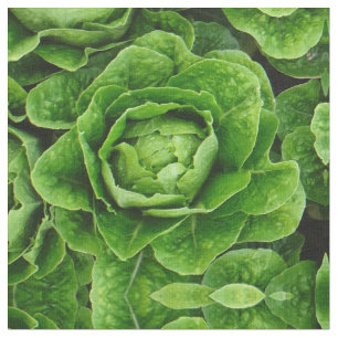 Tissu de photo de laitue de Romaine