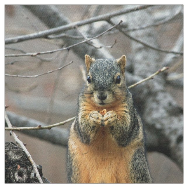 Tissu Écureuil mignon et son écrou (Échantillon)